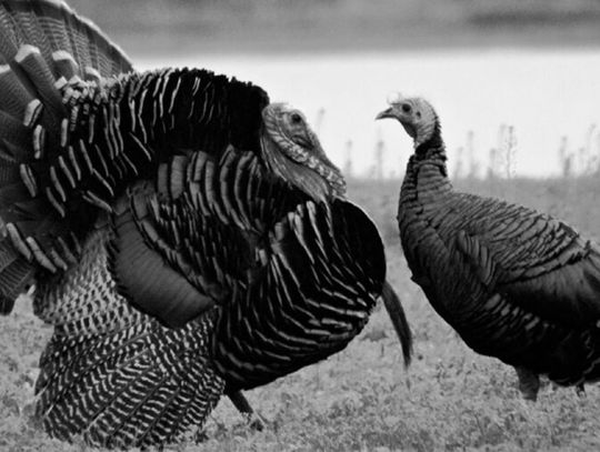 Kansas wild turkeys, plagued by years of population decline, subject of conservation funding