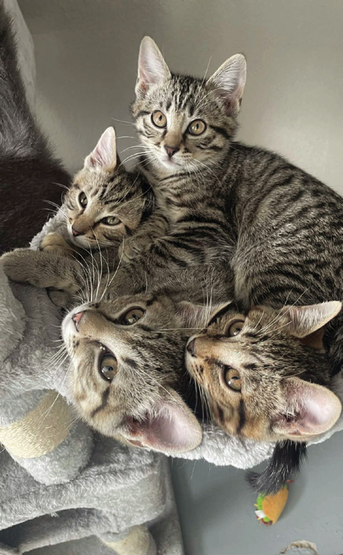 Adoption event, fundraiser planned for Castaways Animal Shelter