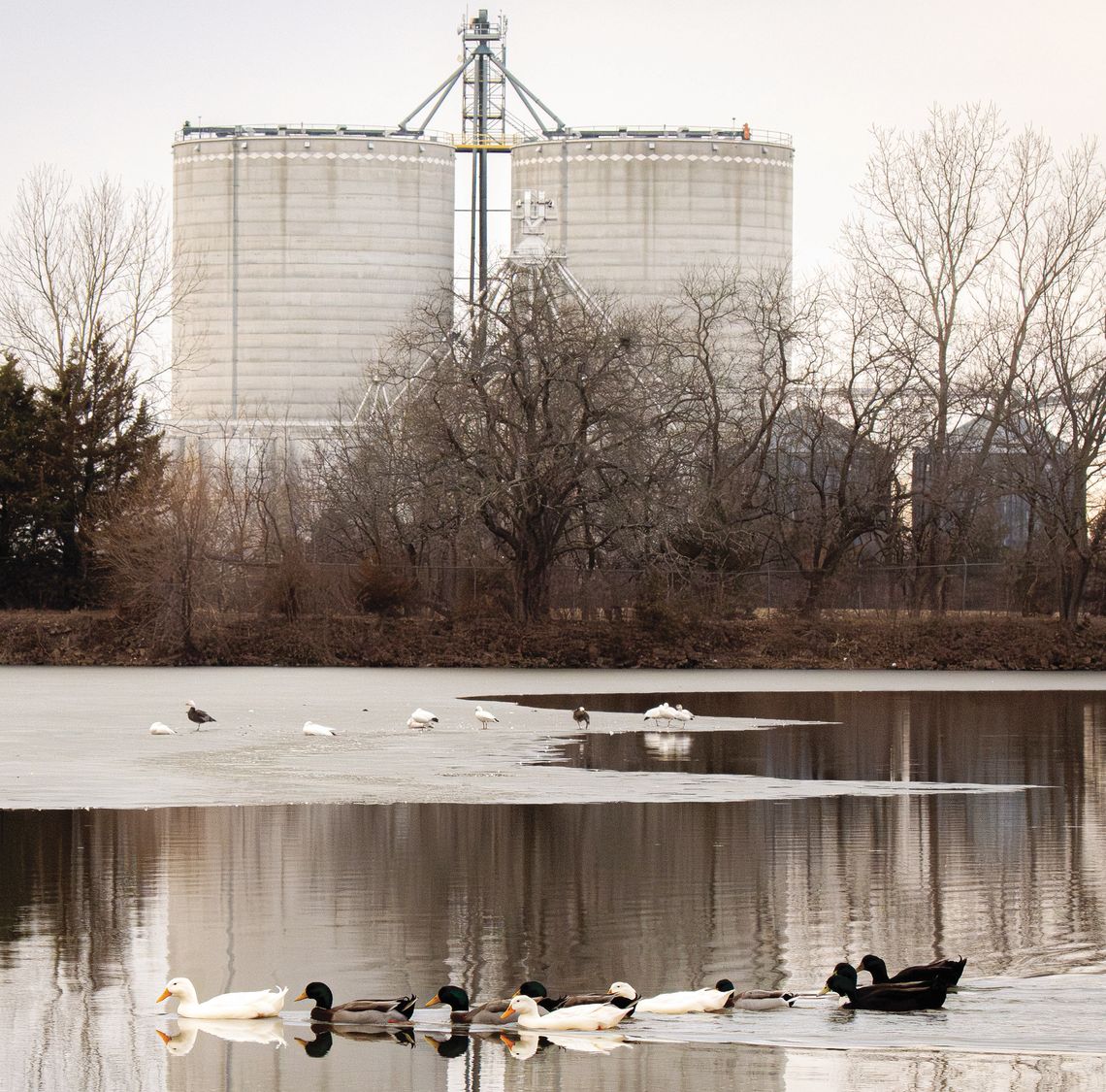 Ducks swim across Santa Fe Lake on Wednesday evening as other water fowl in the background stand on the ice