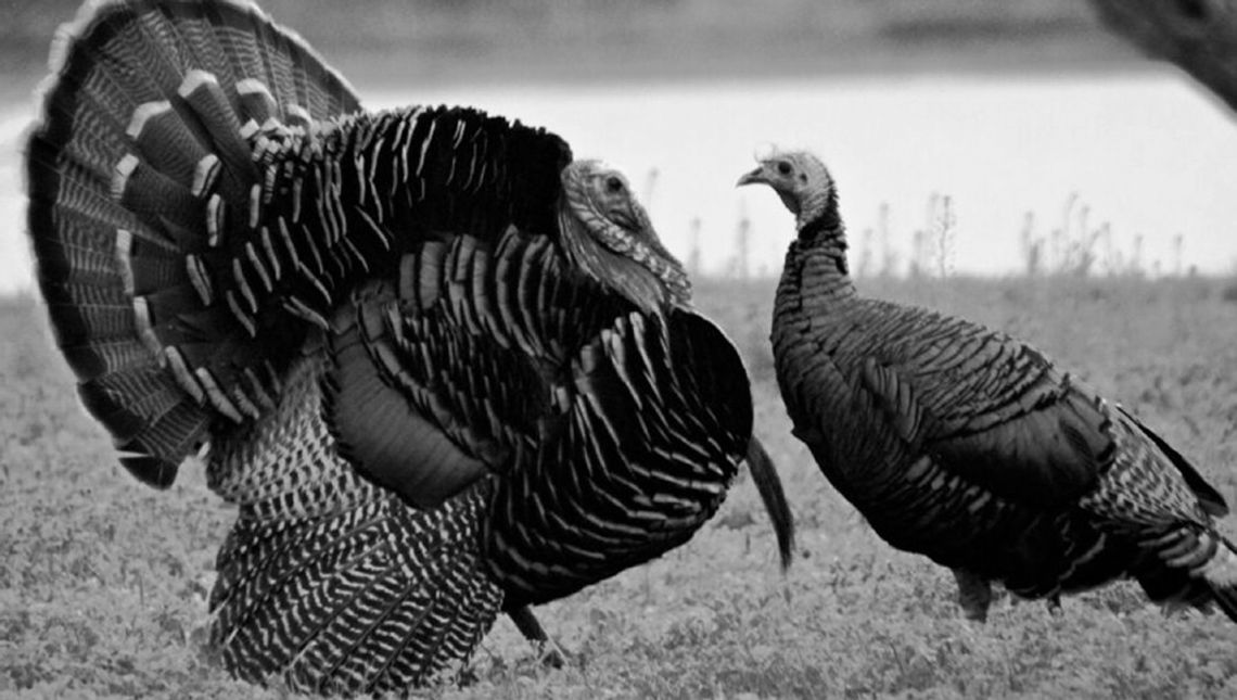 Kansas wild turkeys, plagued by years of population decline, subject of conservation funding