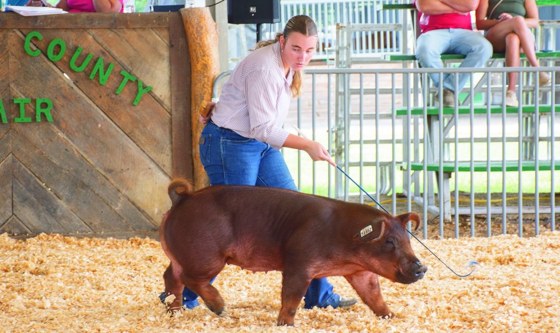 Top Photo:A Swine Show Top Photo:A Swine Show
